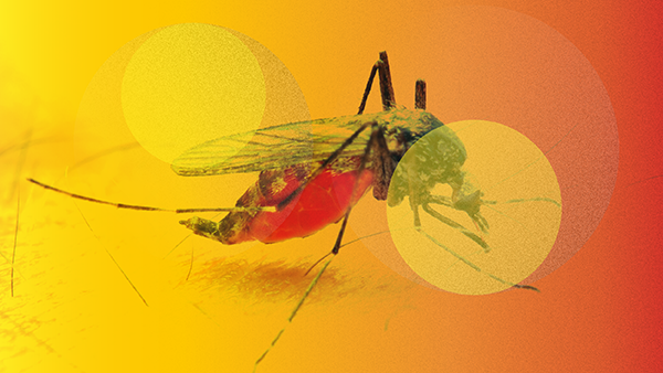 Halting Malaria in Its Tracks