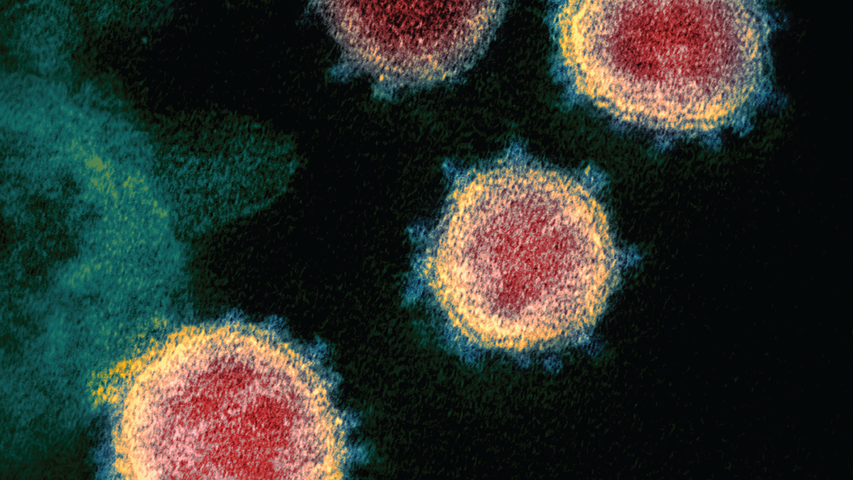 What’s New in Infectious Disease?