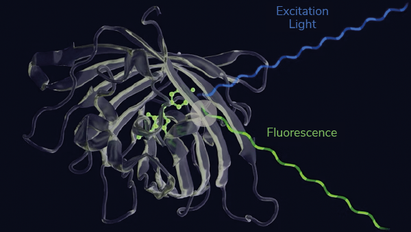 Nanosensor Platform Speeds Up Biomolecular Sensing