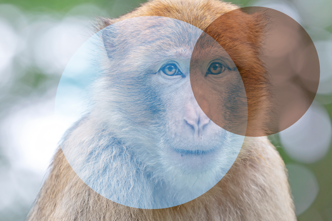 Primate Pigmentation